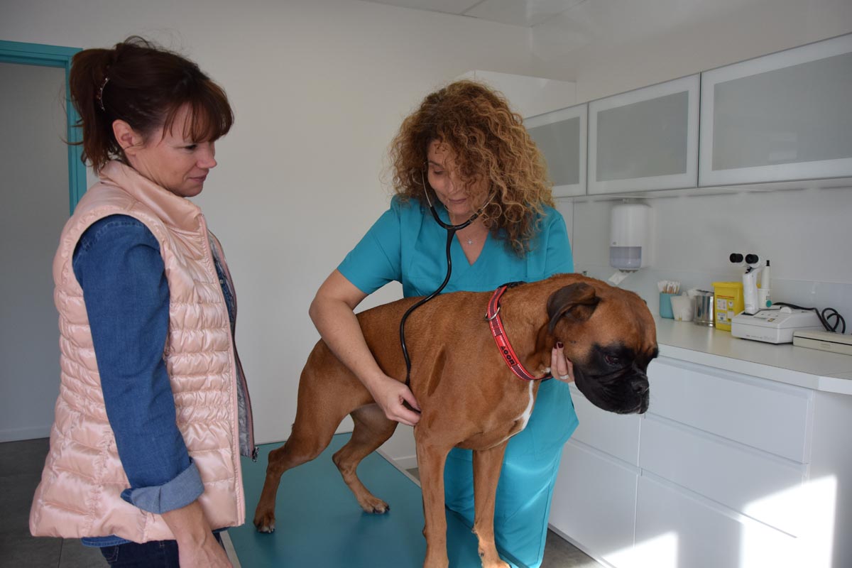 Dr Hugueny et chien consultation
